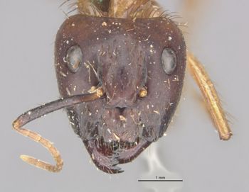 Media type: image;   Entomology 21503 Aspect: head frontal view